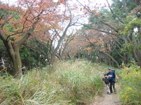 2011年11月3日陣馬山～高尾山 017.jpg